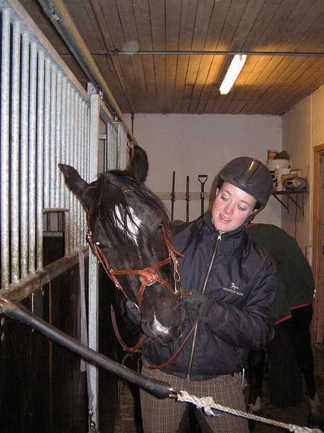 Welsh Cob (sec D) Dorthealyst Blacky billede 4