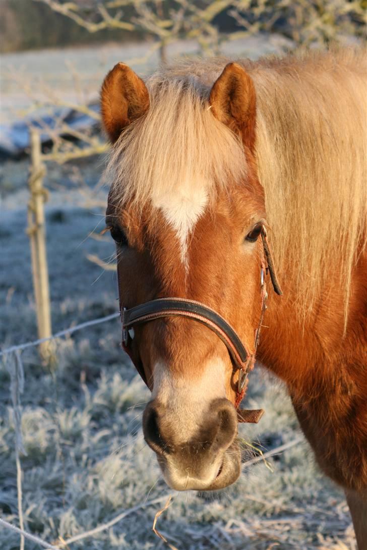 Haflinger Gravenshoveds Omira - ... billede 7