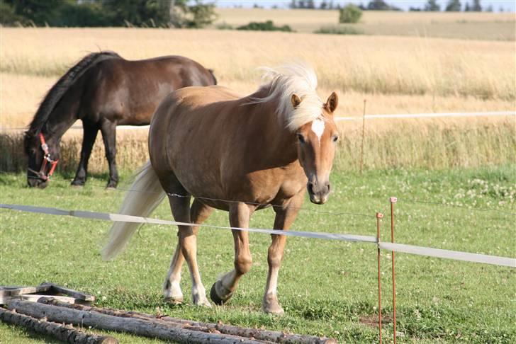 Haflinger Gravenshoveds Omira - i billede 8