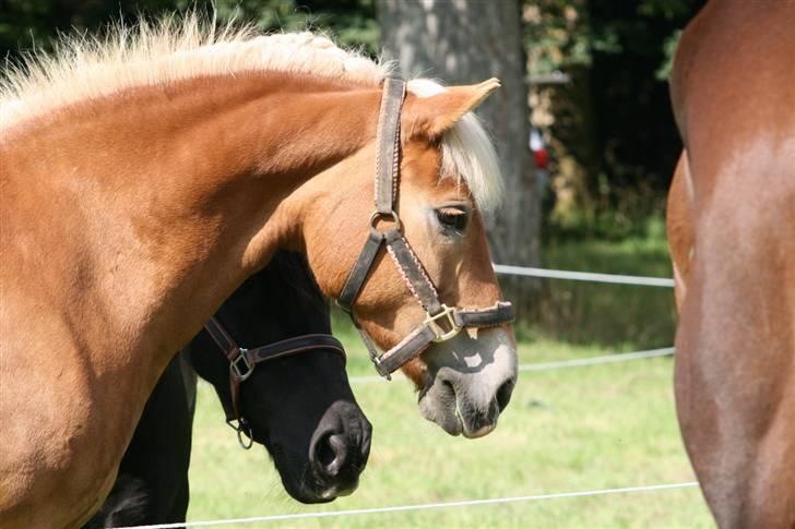 Haflinger Gravenshoveds Omira - Omira med charlie i baggrunden billede 9