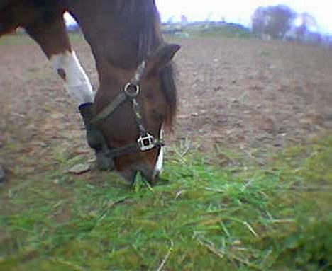 Pinto La-Ciano - Mm.. jeg elsker bare græs. billede 13