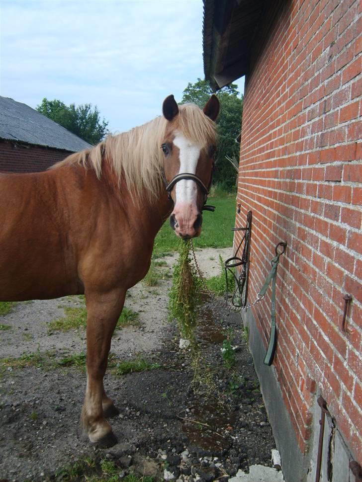 Haflinger Patrick - Hvad? Jeg laver da ikke ulykker ?  :-) billede 15