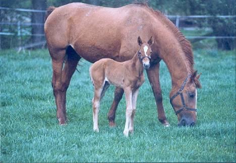 Hannoveraner Welcome (solgt) - Baby welcome billede 19