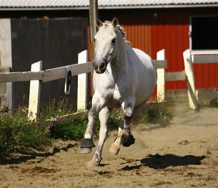 New Forest pontius - pontius i fuld galop på ridebane foto cecilie DG billede 4