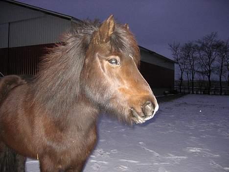 Islænder Prenna (udtales) Trenna  billede 1