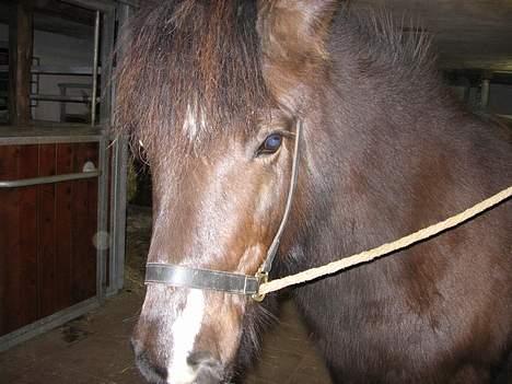 Islænder Prenna (udtales) Trenna  billede 2