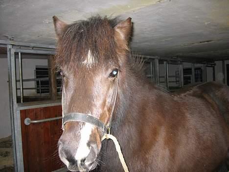 Islænder Prenna (udtales) Trenna  billede 3