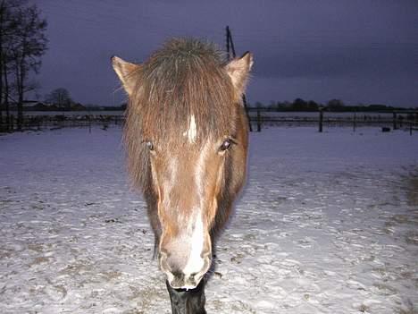 Islænder Prenna (udtales) Trenna  billede 7