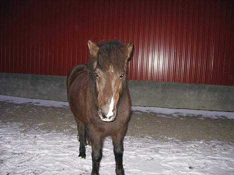 Islænder Prenna (udtales) Trenna  billede 8