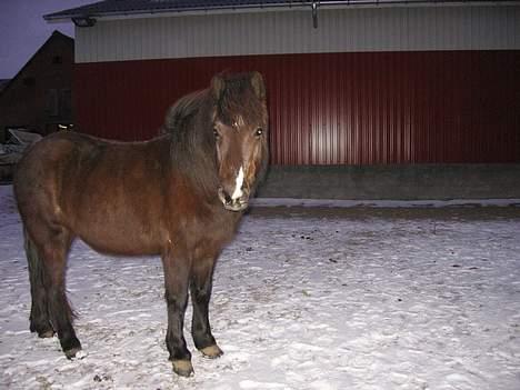 Islænder Prenna (udtales) Trenna  billede 9