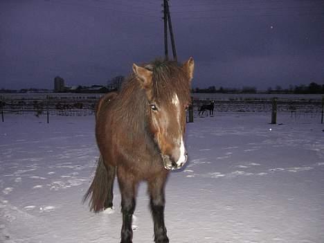 Islænder Prenna (udtales) Trenna  billede 10