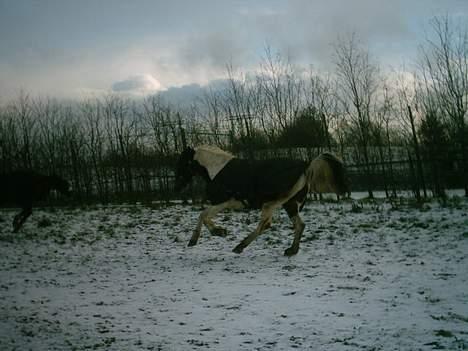 Pinto Lotus (Solgt) - En vinter dag i sneen. Nu i galop. Fotograf: mig billede 9