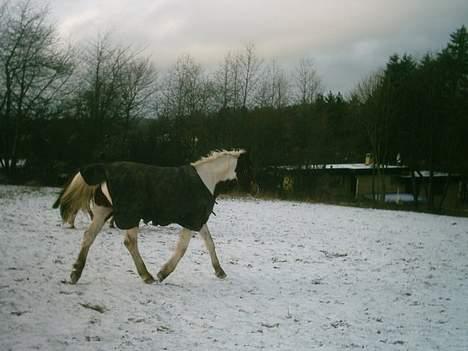 Pinto Lotus (Solgt) - En vinter dag i sneen. Her i trav. Fotograf: mig billede 10