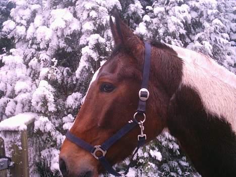 Pinto Lotus (Solgt) - En vinter dag i sneen. Fotograf: mig billede 11
