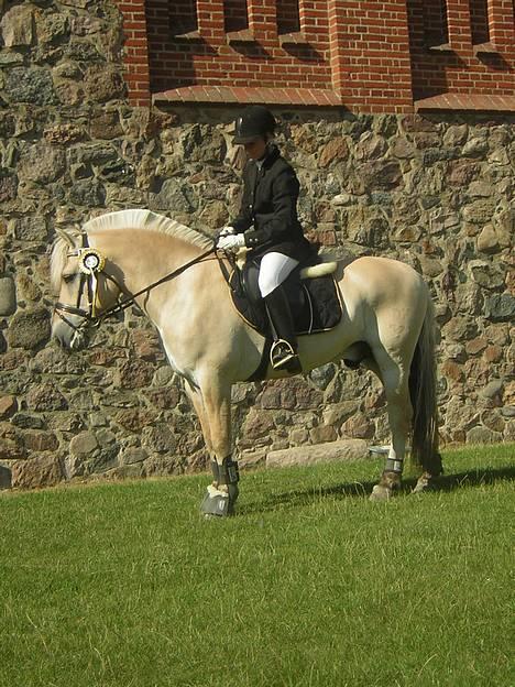 Fjordhest Kastanjegårdens Nick ** - Os på vilhelmsborg igen billede 10