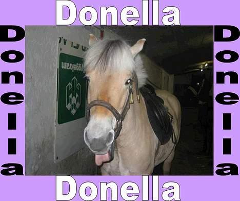 Fjordhest Donella EFTERLYSNING - Donella <3 billede 1