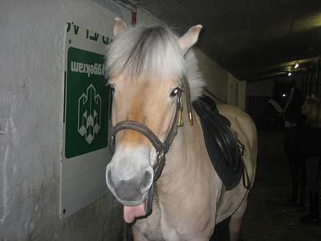 Fjordhest Donella EFTERLYSNING - Frække donella billede 2
