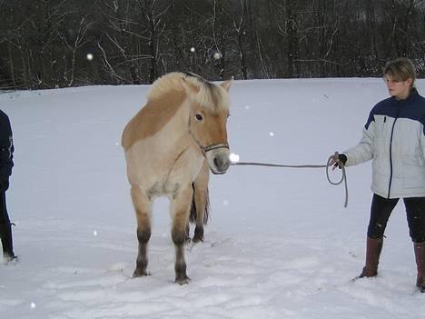 Fjordhest Donella EFTERLYSNING - Celina og Donella  billede 3