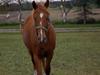 New Forest Clyde- {SOLGT} [Tidl. hest]