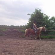 Haflinger Sandra.