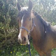 Anden særlig race Bourbon (g part)