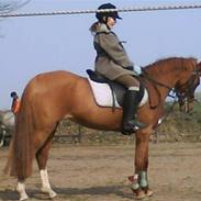 DSP Daisy<'3 |MIN ENGEL|