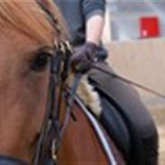 Anden særlig race Farinelli