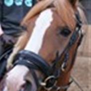 Anden særlig race Farinelli