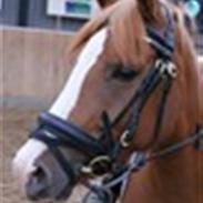 Anden særlig race Farinelli