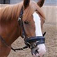 Anden særlig race Farinelli