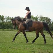 Anden særlig race Domino