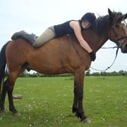 Anden særlig race Domino