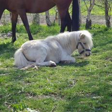 Dansk Miniature mikkel  (Nut Af Nyløkke.)