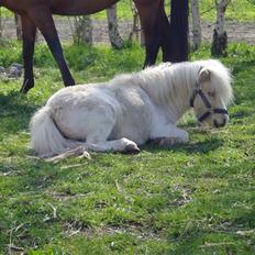 Dansk Miniature mikkel  (Nut Af Nyløkke.)