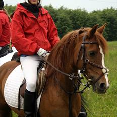 Anden særlig race JOY / VSR