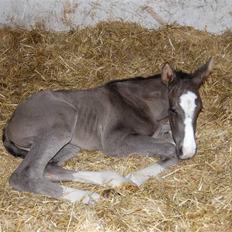 Dansk Varmblod Højgårds Ib
