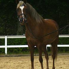 Welsh Pony (sec B) | Amigo Bluebell |