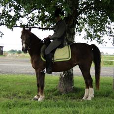 Welsh Pony (sec B) Snif