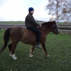 Welsh Pony (sec B) Snif