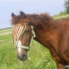 Welsh Pony (sec B) Snif