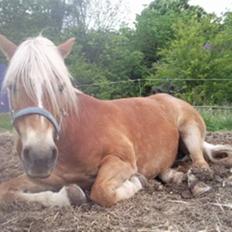 Haflinger Sandra.