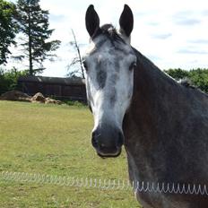Holstener Claudius (Dunkel) 