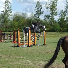 Holstener Claudius (Dunkel) 