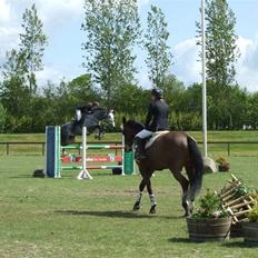 Holstener Claudius (Dunkel) 