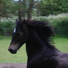 Welsh Partbred (Sec F) Backersdals Gaston 
