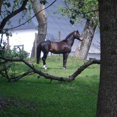 Welsh Partbred (Sec F) Backersdals Gaston 