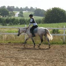 Welsh Pony (sec B) Ballettens Silent victory