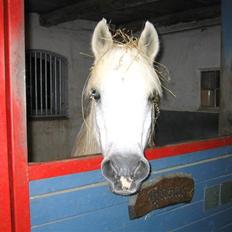 Anden særlig race Husar