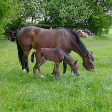 Dansk Varmblod Sasja af Lundsgård
