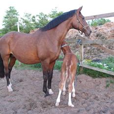 Dansk Varmblod Sasja af Lundsgård
